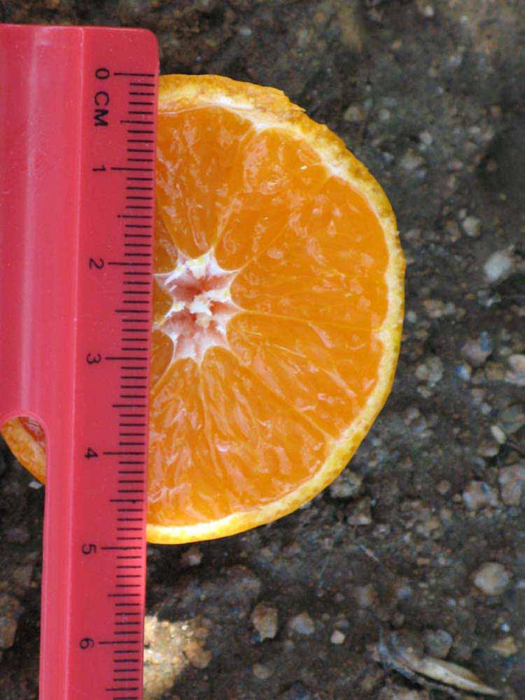            Fruit cross-section (Riverside, CA)   